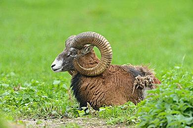 SIE分享《浪人崛起》新预告片“剧情插曲”